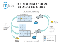 Load image into Gallery viewer, RN Labs Mito-Charge Powder