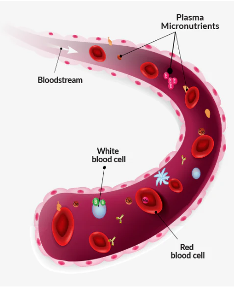 Intracellular micronutrient panel